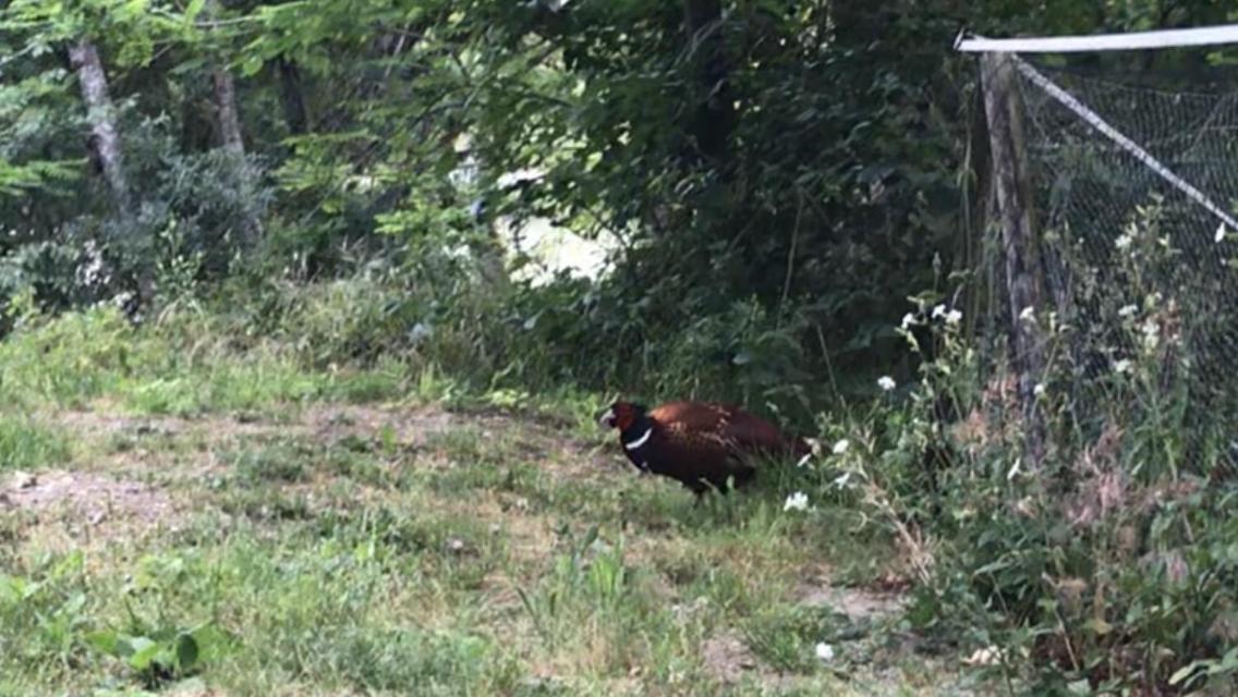 Bus Atypique Au Bord Du Canal Du Midi Et Au Coeur D'Une Foret 2 Chambres Villepinte  Buitenkant foto