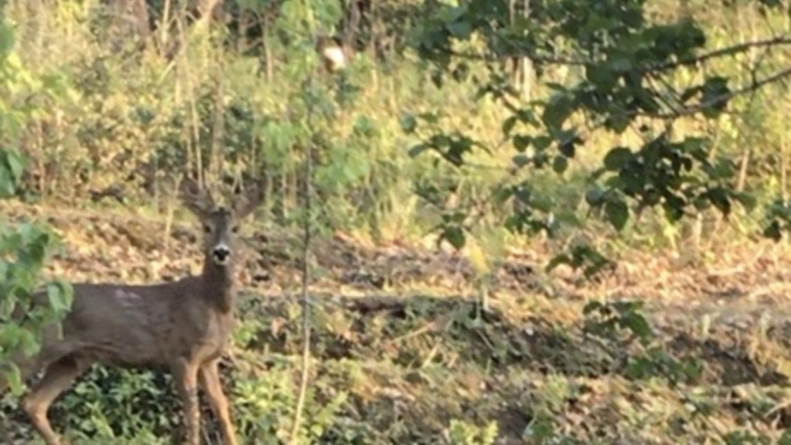 Bus Atypique Au Bord Du Canal Du Midi Et Au Coeur D'Une Foret 2 Chambres Villepinte  Buitenkant foto