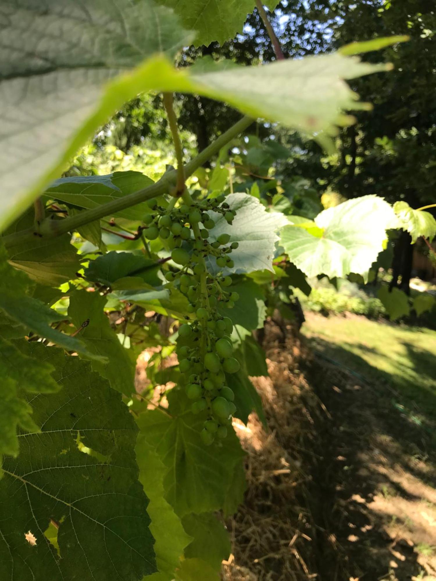 Bus Atypique Au Bord Du Canal Du Midi Et Au Coeur D'Une Foret 2 Chambres Villepinte  Buitenkant foto